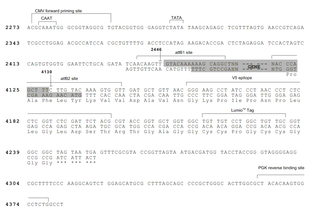 pLenti6.2-C-Lumio-V5-DEST多 克隆位点 点击看大图 pLenti6.2-C-Lumio-V5-DEST 多克隆位点